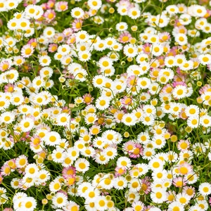 Erigeron karvinskianus